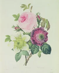 Rózsa, kökörcsin és Clematide, a „Les Roses”-ból, 19. század